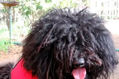 Therapy dogs take over Memphis International