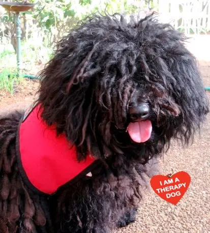 Cricket, a puli (rescue)