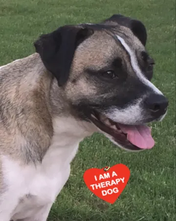 Eli, wearing an I am a therapy dog tag