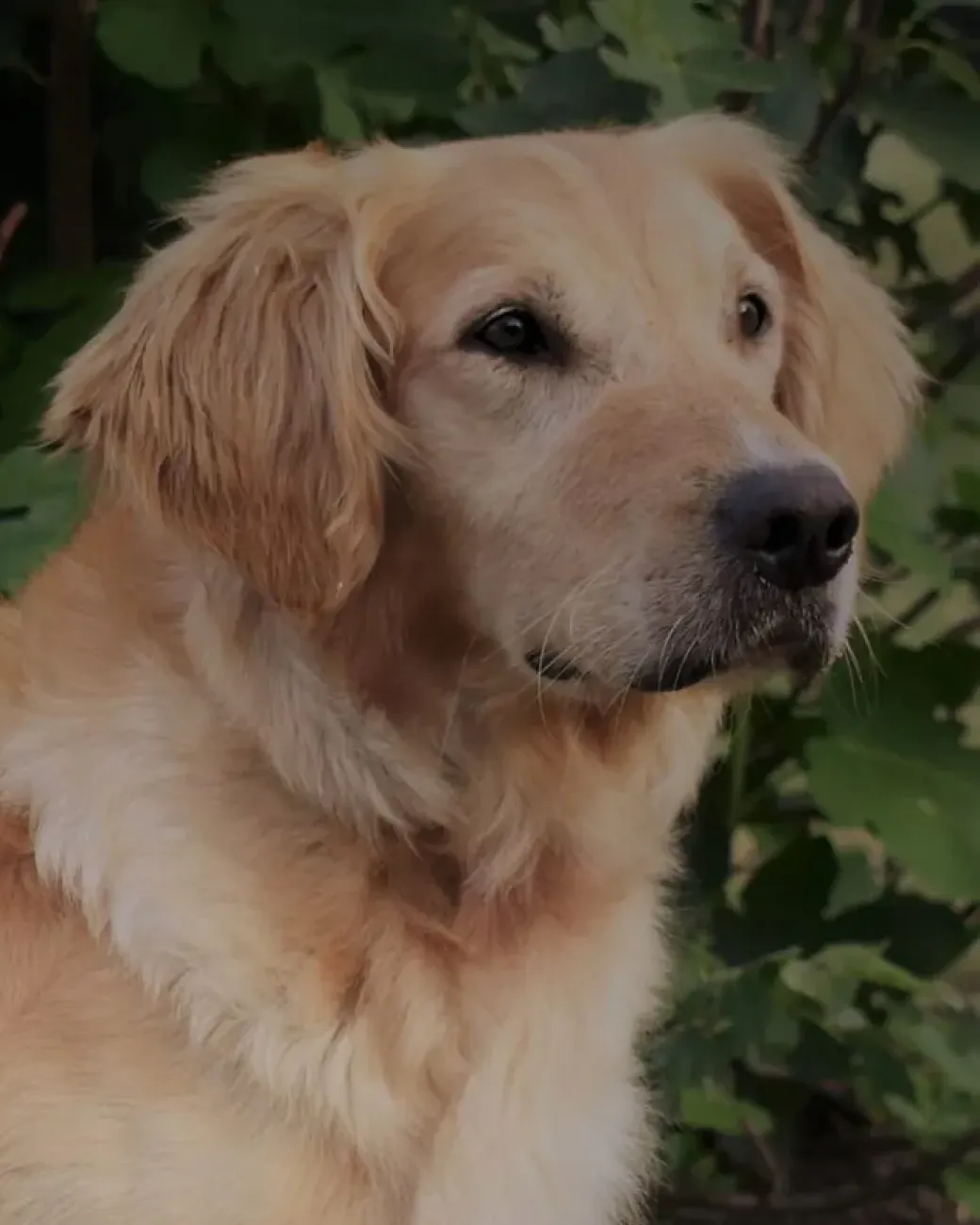 Flirt, a golden retriever