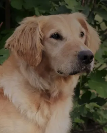 Flirt, a golden retriever