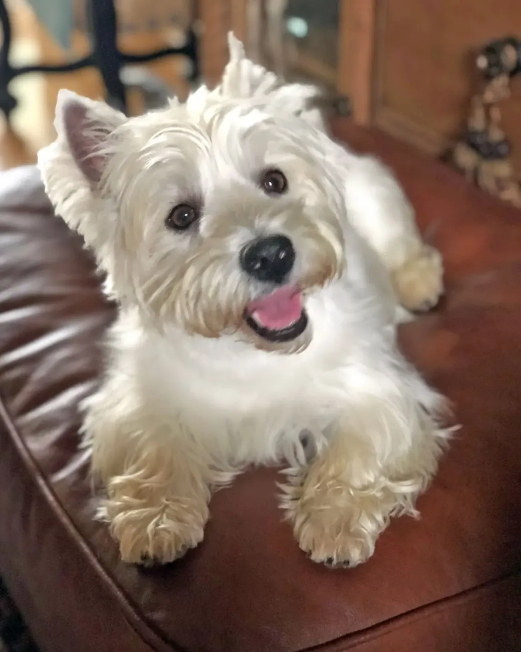 Gracie, a West Highland white terrier