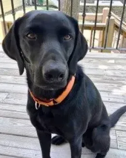 Jackson, a british labrador