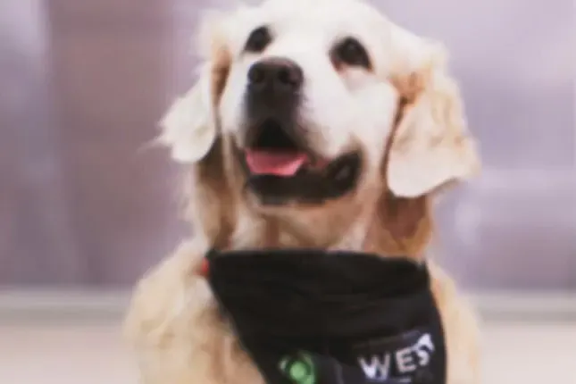 Pet Therapy