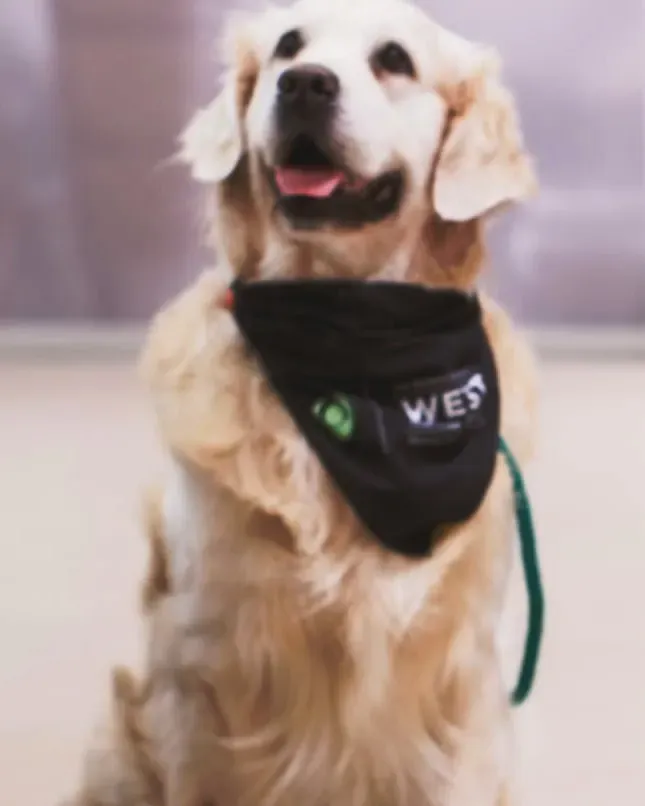 Keys, a golden retriever