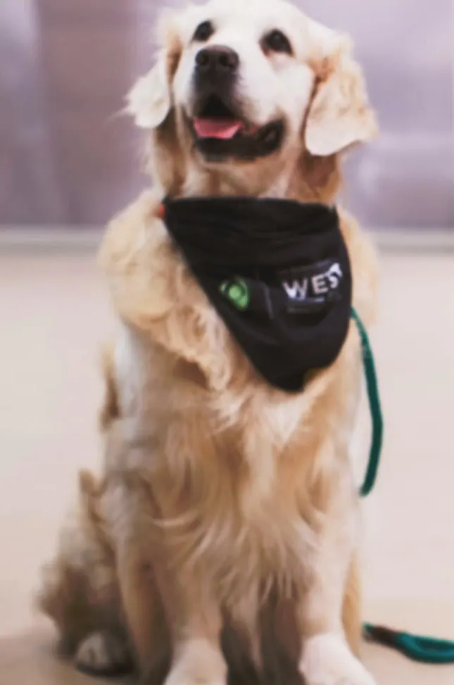 Keys, a golden retriever
