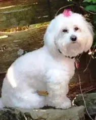 Lily, a coton de tulear