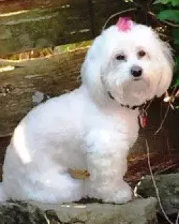 Lily, a coton de tulear