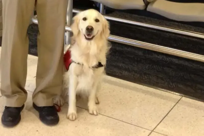 Guest blog: Why do you have a dog at the airport?