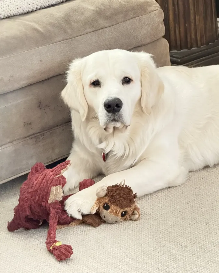 Ace, a golden retriever