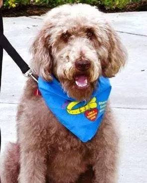 Leo, a labradoodle
