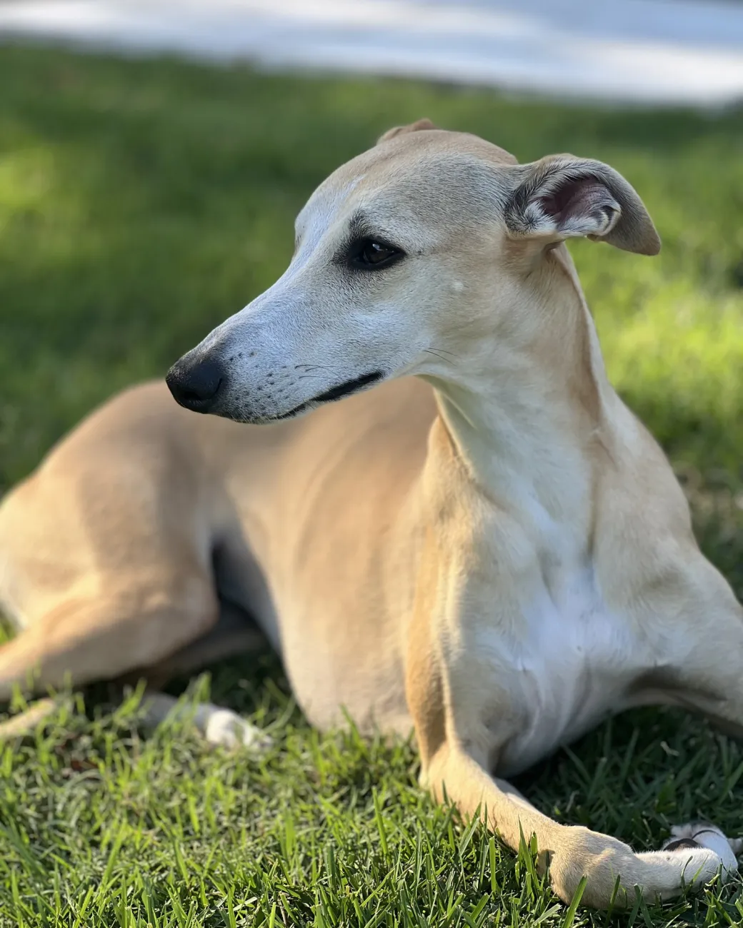 Birdie, a fawn whippet, lying in the grass