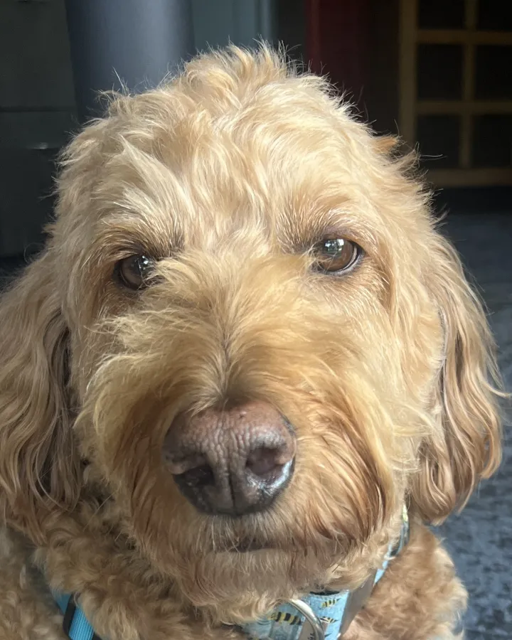 Clyde, a golden Goldendoodle, in close-up