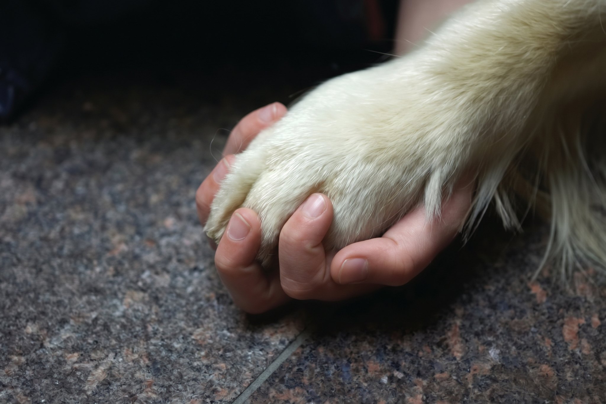 A person's hand gently holding a dog's paw.
