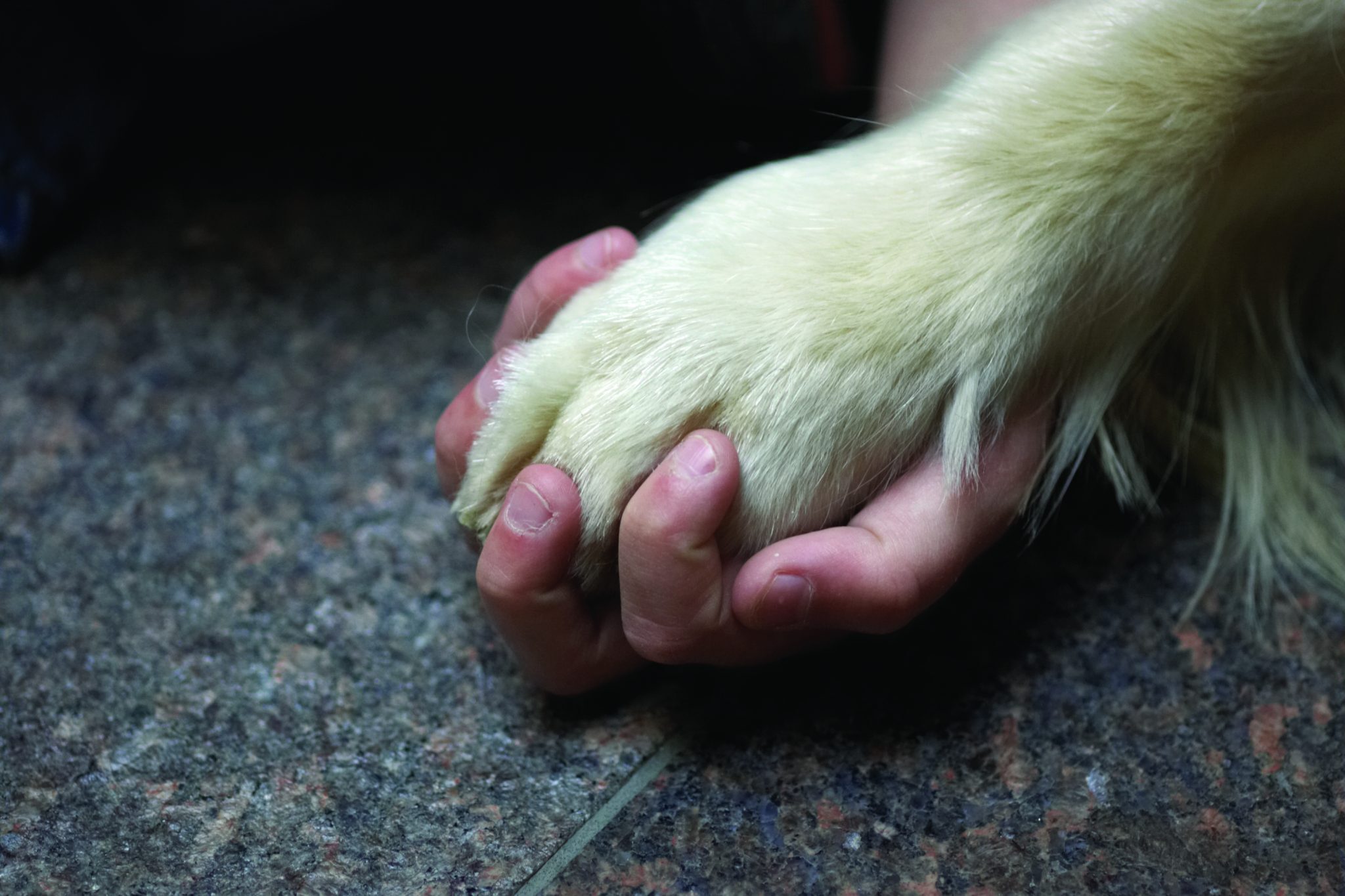 A person's hand gently holding a dog's paw.