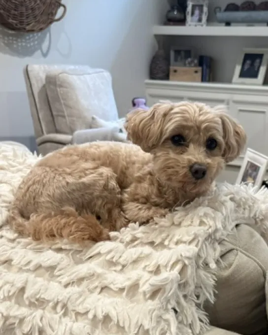 Izzy, an apricot Pooton, resting on the back of a couch