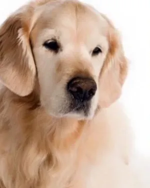 Kicker, a golden retriever, in a studio portrait