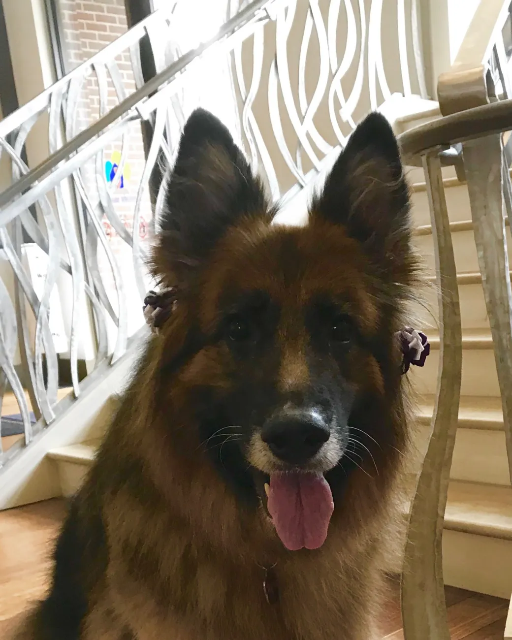 Liebchen, a German shepherd