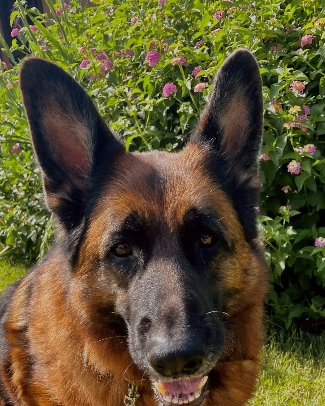 Precious, a German shepherd, in front of flowering shrubs