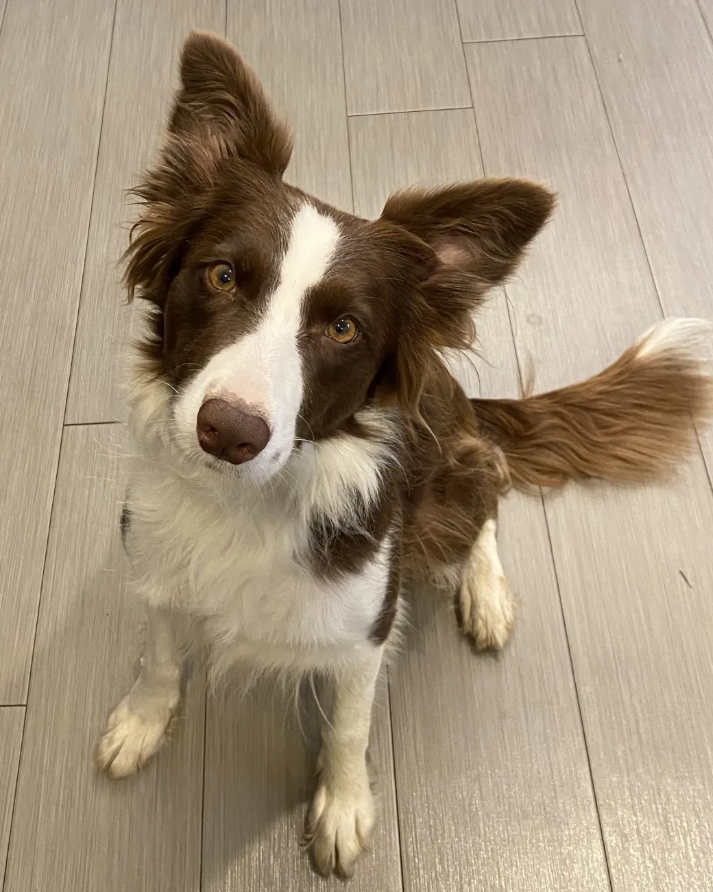 Rosie, a brown and white Border Collie