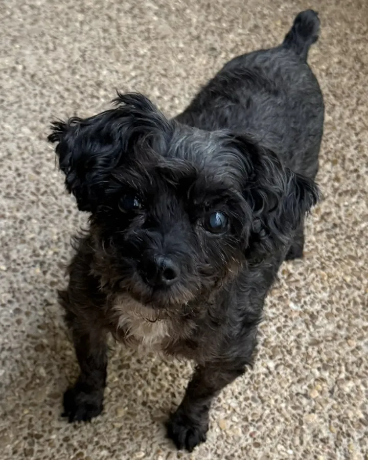 Rudy, a small black Yorkiepoo, looking up from a porch