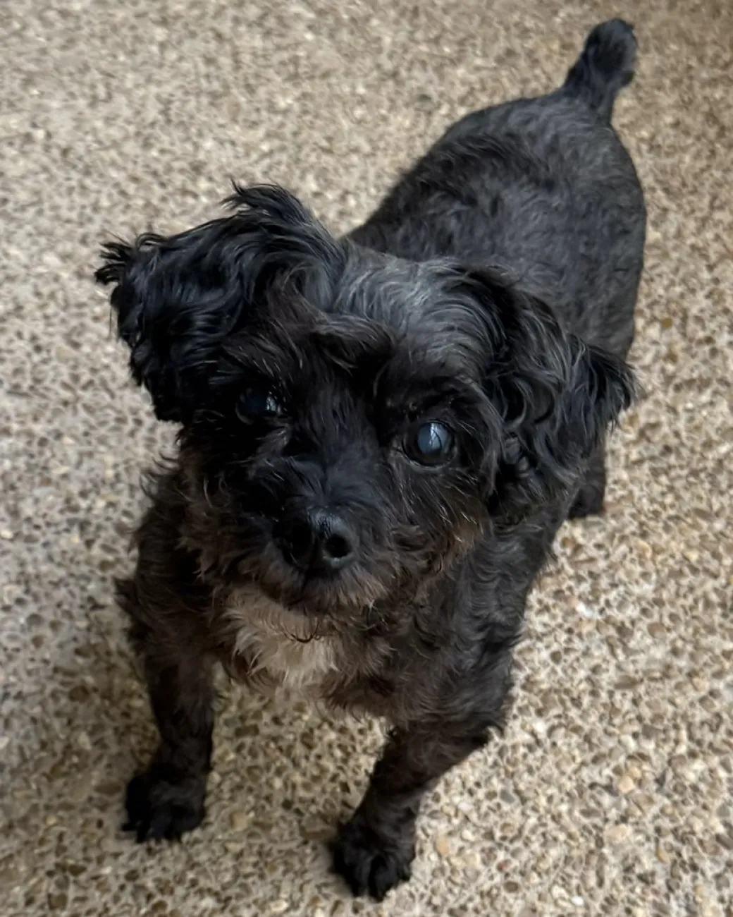 Rudy, a small black Yorkiepoo, looking up from a porch