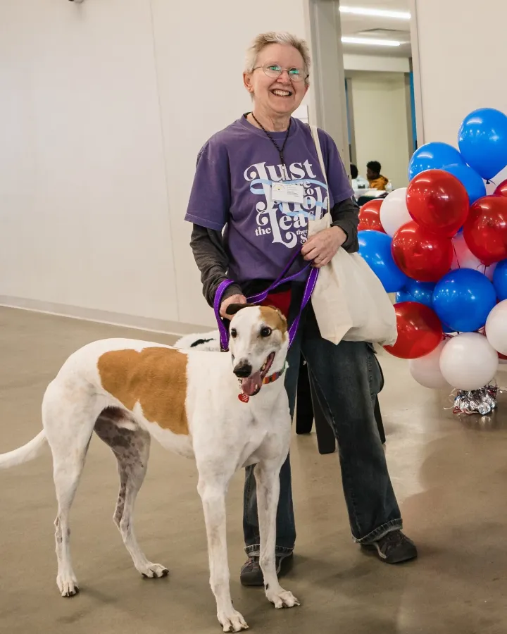 Simon, a white and tan greyhound, with his handler Kathy