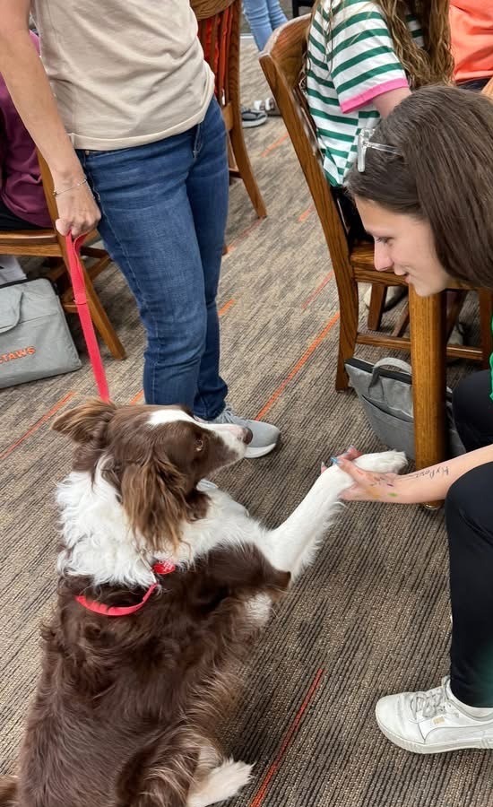 A brown and white therapy dog offers its paw to a smiling young woman during a visit at a table