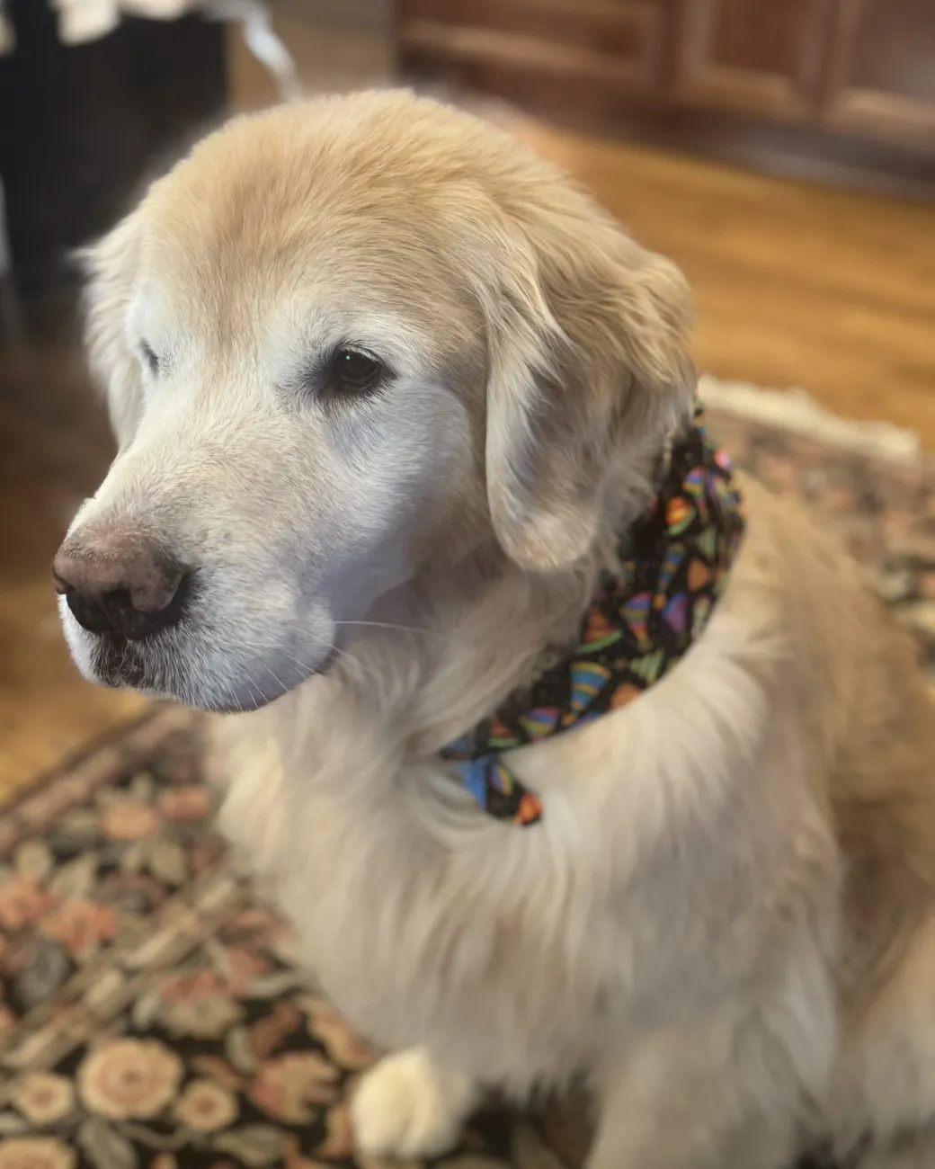 Trooper, a Golden Retriever